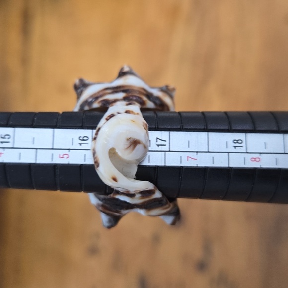 Natural Shell Ring Size 6 - Picture 5 of 5